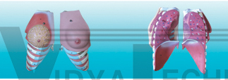 The dissection model of female breast (2 parts)